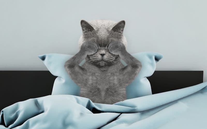 un gato sobre una cama despertando